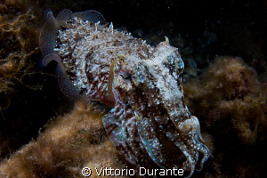 Sepia oficinalis. Shot taken in a night dive by Vittorio Durante 